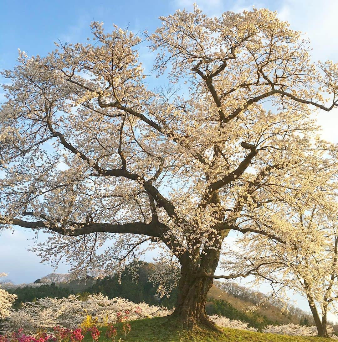 bon ponさんのインスタグラム写真 - (bon ponInstagram)「宮城県柴田郡の桜の名所「一目千本桜」を観に行って来ました🌸🌸🌸 大河原町と柴田町にまたがる白石川の堤に、8kmに渡って約1200本の桜並木が続いている光景は圧巻でした！ 以前取材でお世話になったカメラマンの齋藤太一さんと偶然お会いして、写真を撮っていただきました(1・2枚目) 船岡城址公園では、スロープカーに乗って山頂へ。山頂には高さ24mの船岡平和観音像が立ち、柴田町のシンボルとして町を見守っていました。 多くの方にお声を掛けていただき、とても嬉しくありがたかったです。お会いできた皆さま、ありがとうございました😊😊 ・ #一目千本桜 #船岡城址公園 #桜 #お花見 #大河原町 #柴田町 #夫婦 #60代 #ファッション #コーディネート #リンクコーデ #夫婦コーデ #グレイヘア #白髪 #共白髪 #couple #over60 #fashion #coordinate #instafashion #instagramjapan #greyhair #bonpon511」4月12日 21時48分 - bonpon511