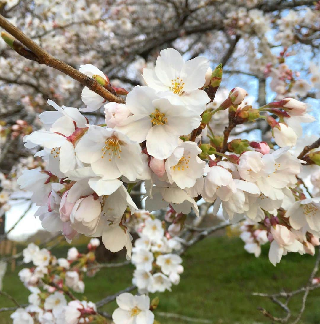 bon ponさんのインスタグラム写真 - (bon ponInstagram)「宮城県柴田郡の桜の名所「一目千本桜」を観に行って来ました🌸🌸🌸 大河原町と柴田町にまたがる白石川の堤に、8kmに渡って約1200本の桜並木が続いている光景は圧巻でした！ 以前取材でお世話になったカメラマンの齋藤太一さんと偶然お会いして、写真を撮っていただきました(1・2枚目) 船岡城址公園では、スロープカーに乗って山頂へ。山頂には高さ24mの船岡平和観音像が立ち、柴田町のシンボルとして町を見守っていました。 多くの方にお声を掛けていただき、とても嬉しくありがたかったです。お会いできた皆さま、ありがとうございました😊😊 ・ #一目千本桜 #船岡城址公園 #桜 #お花見 #大河原町 #柴田町 #夫婦 #60代 #ファッション #コーディネート #リンクコーデ #夫婦コーデ #グレイヘア #白髪 #共白髪 #couple #over60 #fashion #coordinate #instafashion #instagramjapan #greyhair #bonpon511」4月12日 21時48分 - bonpon511