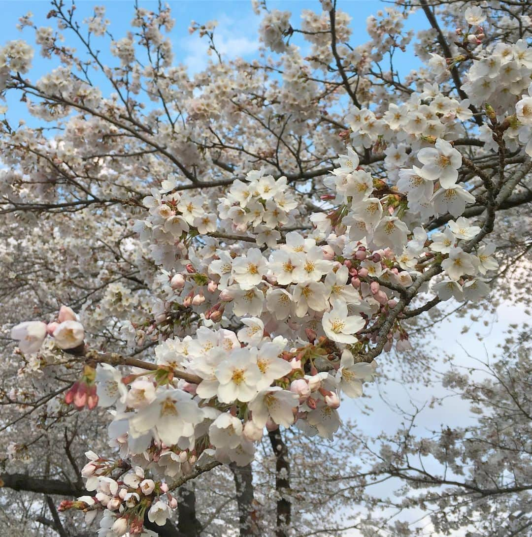 bon ponさんのインスタグラム写真 - (bon ponInstagram)「宮城県柴田郡の桜の名所「一目千本桜」を観に行って来ました🌸🌸🌸 大河原町と柴田町にまたがる白石川の堤に、8kmに渡って約1200本の桜並木が続いている光景は圧巻でした！ 以前取材でお世話になったカメラマンの齋藤太一さんと偶然お会いして、写真を撮っていただきました(1・2枚目) 船岡城址公園では、スロープカーに乗って山頂へ。山頂には高さ24mの船岡平和観音像が立ち、柴田町のシンボルとして町を見守っていました。 多くの方にお声を掛けていただき、とても嬉しくありがたかったです。お会いできた皆さま、ありがとうございました😊😊 ・ #一目千本桜 #船岡城址公園 #桜 #お花見 #大河原町 #柴田町 #夫婦 #60代 #ファッション #コーディネート #リンクコーデ #夫婦コーデ #グレイヘア #白髪 #共白髪 #couple #over60 #fashion #coordinate #instafashion #instagramjapan #greyhair #bonpon511」4月12日 21時48分 - bonpon511