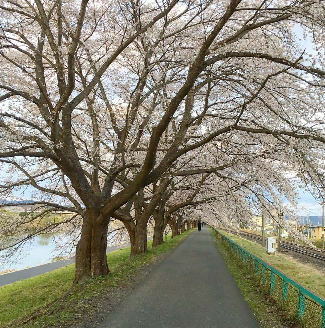 bon ponさんのインスタグラム写真 - (bon ponInstagram)「宮城県柴田郡の桜の名所「一目千本桜」を観に行って来ました🌸🌸🌸 大河原町と柴田町にまたがる白石川の堤に、8kmに渡って約1200本の桜並木が続いている光景は圧巻でした！ 以前取材でお世話になったカメラマンの齋藤太一さんと偶然お会いして、写真を撮っていただきました(1・2枚目) 船岡城址公園では、スロープカーに乗って山頂へ。山頂には高さ24mの船岡平和観音像が立ち、柴田町のシンボルとして町を見守っていました。 多くの方にお声を掛けていただき、とても嬉しくありがたかったです。お会いできた皆さま、ありがとうございました😊😊 ・ #一目千本桜 #船岡城址公園 #桜 #お花見 #大河原町 #柴田町 #夫婦 #60代 #ファッション #コーディネート #リンクコーデ #夫婦コーデ #グレイヘア #白髪 #共白髪 #couple #over60 #fashion #coordinate #instafashion #instagramjapan #greyhair #bonpon511」4月12日 21時48分 - bonpon511