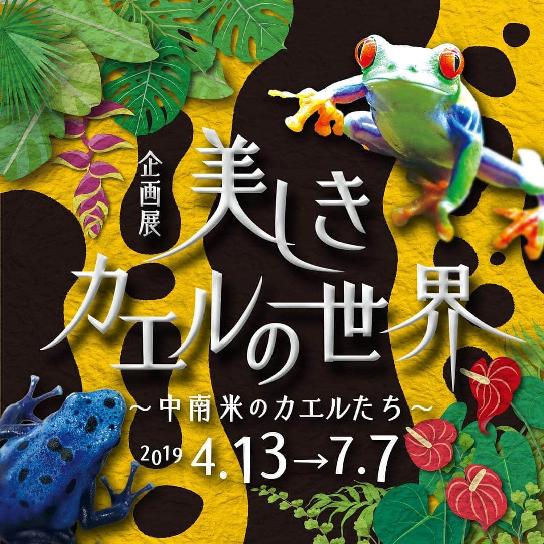 世界淡水魚園水族館 アクア・トト ぎふのインスタグラム：「いよいよ4月13日から新しい企画展「美しきカエルの世界」がスタート🐸 中南米に生息する奇抜な色や変わった形のカエルたちが大集合します。 カエルがちょっと苦手な方も、きっとその世界に引き込まれますよ！ #アクアトト #アクアトトぎふ #アクアトト岐阜 #カエル #かえる #frog #frogs」