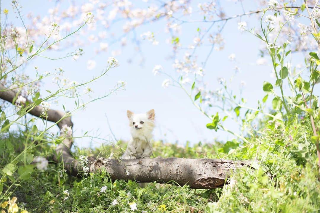 mamiさんのインスタグラム写真 - (mamiInstagram)「* 桜とハマダイコンのフレーム♡ . 可愛くて何枚か撮ったんだけど、 目線外しの一枚がお気に入り♩ . にゃんこの様に、高いがところ好きなちぇる。 この後、この枝にひょいっと登ってご満悦でした♩ . . #オールドレンズに恋をした #オールドレンズ chihuahua #チワワ#petstagram #dogscorner #dogsofinstagram #dogoftheday #icu_topdog #fluffypack #dailypetstars #igersjp #_lovely_weekend #Airy_pics #whim_fluffy #tokyocameraclub #ファインダー越しのわたしの世界 #写真好きな人と繋がりたい #親バカ万歳キャンペーン #桜 #Cherryblossom」4月12日 16時40分 - c_c.mee24