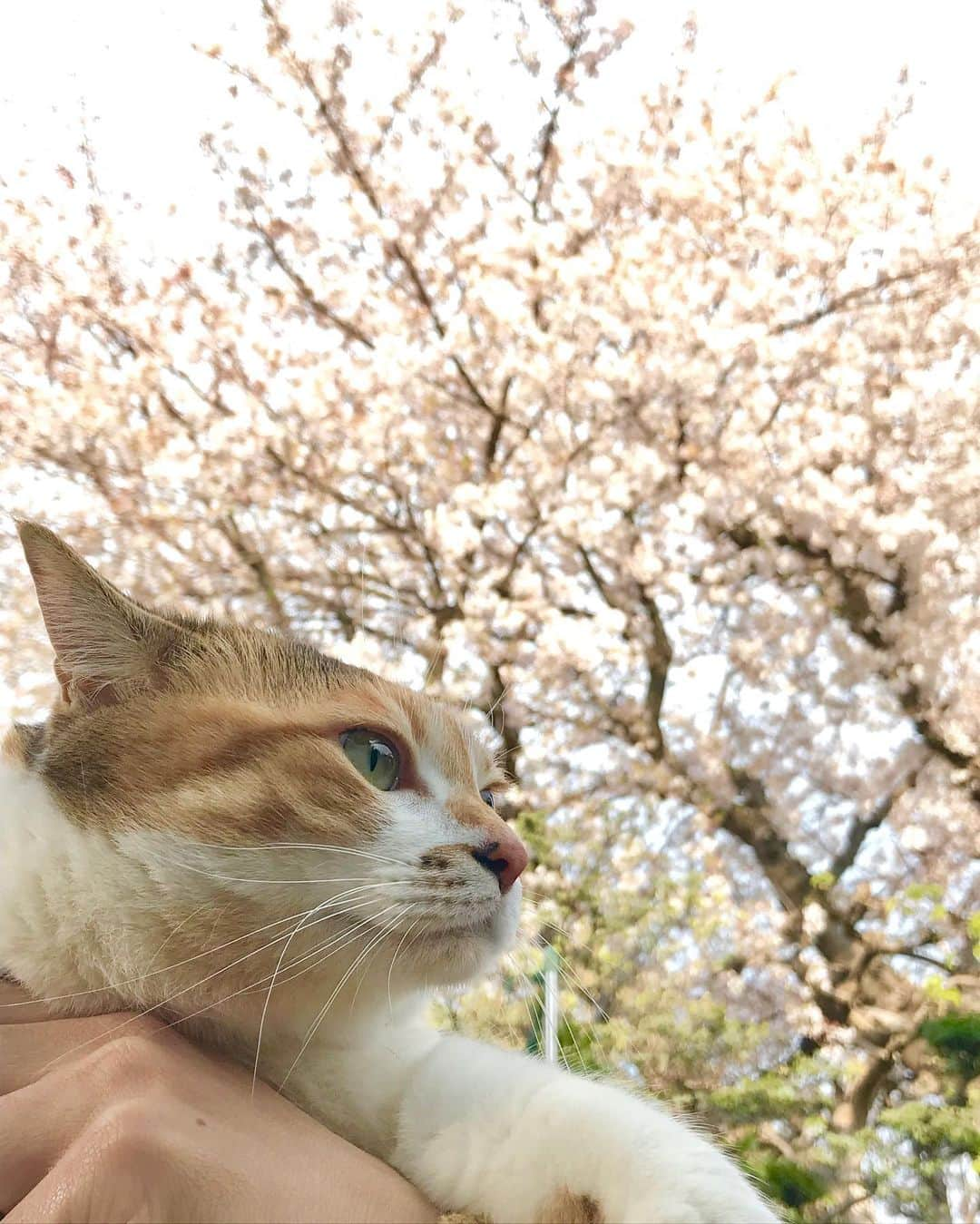 山田稔明さんのインスタグラム写真 - (山田稔明Instagram)「東京の桜よ、また来年！ #ポチ実 #三毛猫 #桜2019」4月12日 16時38分 - toshiakiyamada