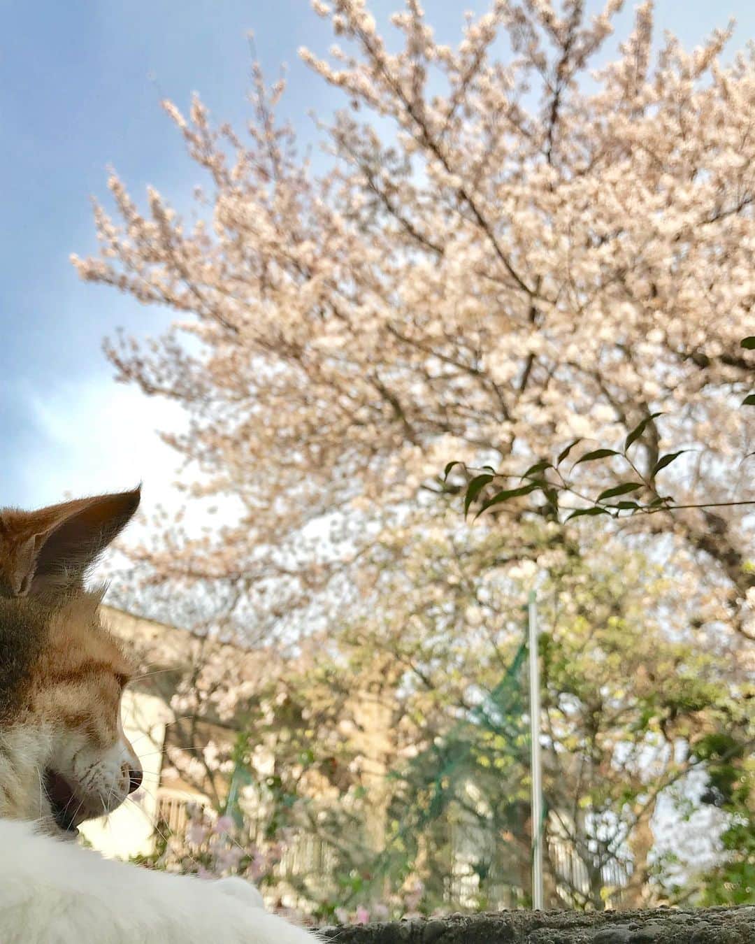 山田稔明さんのインスタグラム写真 - (山田稔明Instagram)「東京の桜よ、また来年！ #ポチ実 #三毛猫 #桜2019」4月12日 16時38分 - toshiakiyamada