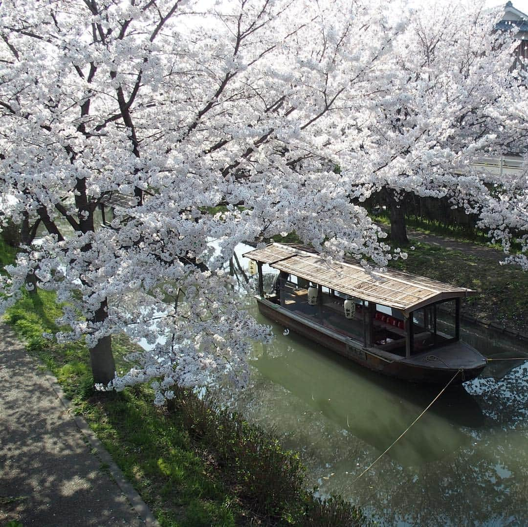 Gekkeikan Sake Officialさんのインスタグラム写真 - (Gekkeikan Sake OfficialInstagram)「. #cherryblossom #cherryblossoms #cherry #cherries #sakura #flower #florals #flowers #spring #bloom #blossom #bloomingseason #gekkeikan #gekkeikansake #japan #kyoto #fushimi #桜 #月桂冠 #月桂冠大倉記念館 #京都 #伏見 #伏見十石舟 #十石舟」4月12日 17時00分 - gekkeikansake