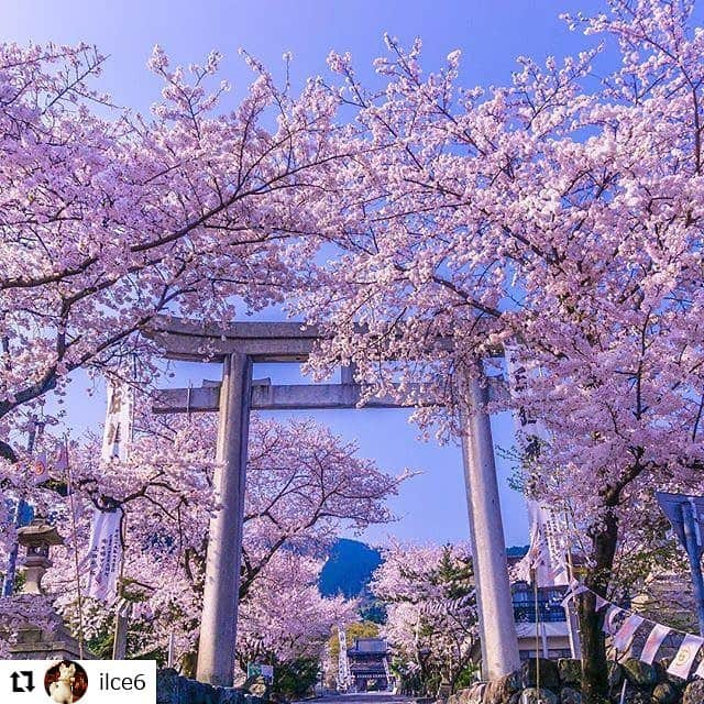 西条市さんのインスタグラム写真 - (西条市Instagram)「. Repost @ilce6 . ❀桜満開の石鎚神社 .  天気も良くカメラ日和でした。 . 📷2019.4.6 . . #愛媛 #西条 #石鎚神社 #lovesaijo  #tv_flowers #love_bestjapan  #瀬戸内_春物語2019  #setouchigram85 #shikoku_trip  #lovesaijoポスター  #sakura #cherryblossom #sonya6000club #絶景delic  堂々たる桜  青空とピンクに心おどる  ちょうど神社は春祭り 次の大きな行事は 7/1～10の「お山開き」 夏もすぐ来そうやねえ☼  #花のある風景 #花の写真  #はなまっぷ #花好き #ザ花部 #瀬戸内散策 #ダレカニミセタイハナ #私の花の写真 #花好きな人と繋がりたい #写真好き #写真好きな人と繋がりたい #写真を撮るのが好きな人と繋がりたい #ファインダー越しの私の世界 #flowerstagram」4月12日 17時15分 - lovesaijo