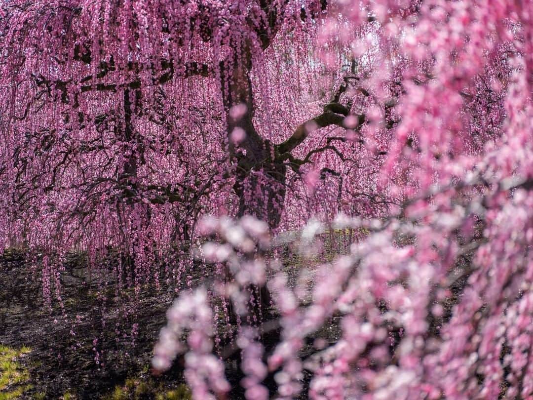 花の写真館のインスタグラム：「富士フイルムXシリーズ×東京カメラ部⠀ FUJIFILM GFX 50R HANDS ON Vol.3を公開！⠀ .⠀ 詳細はこちらから⠀ https://xseries.tokyocameraclub.com/gfx50r_handson/interview03.php⠀ .⠀ FUJIFILM GFX 50Rを使った撮影術や作品をご紹介するスペシャルコンテンツ「FUJIFILM GFX 50R HANDS ON」Vol.3 として、東京カメラ部10選の別所隆弘さんのインタビューを公開しました。⠀ .⠀ 生まれ育った琵琶湖周辺をはじめ、滋賀や京都を中心にドラマチックな風景写真を撮影しているプロフォトグラファーの別所隆弘さん。撮影からRAW現像まで、作品化する工程の中で感じた中判センサーの実力を伺いました。ぜひご覧ください。<PR>⠀ .⠀ FUJIFILM GFX 50R HANDSはこちら⠀ https://xseries.tokyocameraclub.com/gfx50r_handson/index.php⠀ .⠀ .⠀ ※FUJIFILM GFX 50Rで撮影した別所隆弘さん（東京カメラ部10選）の作品です」