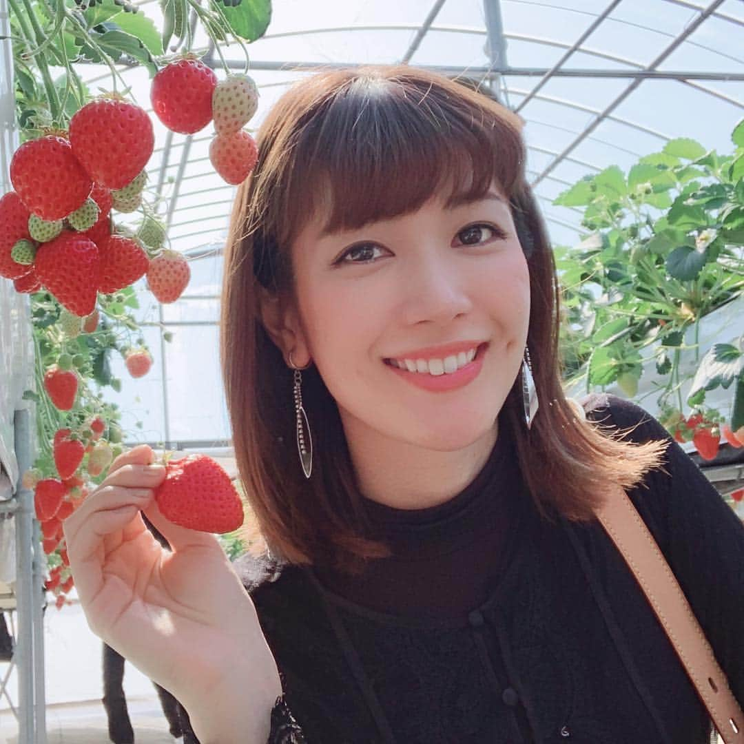 石田真以さんのインスタグラム写真 - (石田真以Instagram)「#イチゴ狩り🍓 (ちょい前の話) あえて緑のいちごを食べてみたら 固くてゴリゴリいってた🤣🤣🤣 まっずー！もう食べない✋笑 ・ ・ #いちご #いちご🍓  #nagoyacolor #ishidamai #石田真以」4月12日 17時52分 - ishidamai86