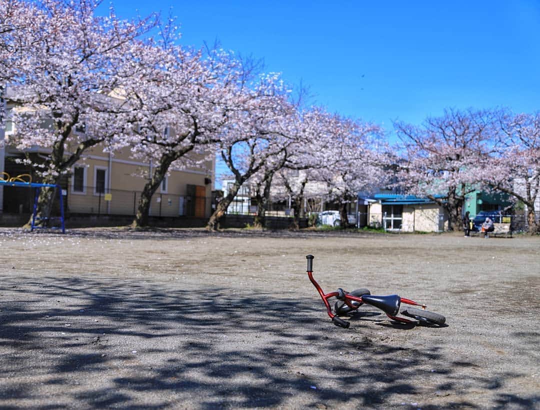 葉山町さんのインスタグラム写真 - (葉山町Instagram)「- 自転車放り投げて遊んじゃう  #葉山歩き #葉山 #hayama #堀内児童遊園 #自転車 #桜 #青空 #sakura #bluesky #japantrip #park 写真は先週の #過去pic 今では #葉桜 #見頃 も今週末くらいまでかも #週末 #お花見 まだまだ楽しめます #今日もおつかれさまでした #素敵な週末をお過ごしください」4月12日 17時57分 - hayama_official