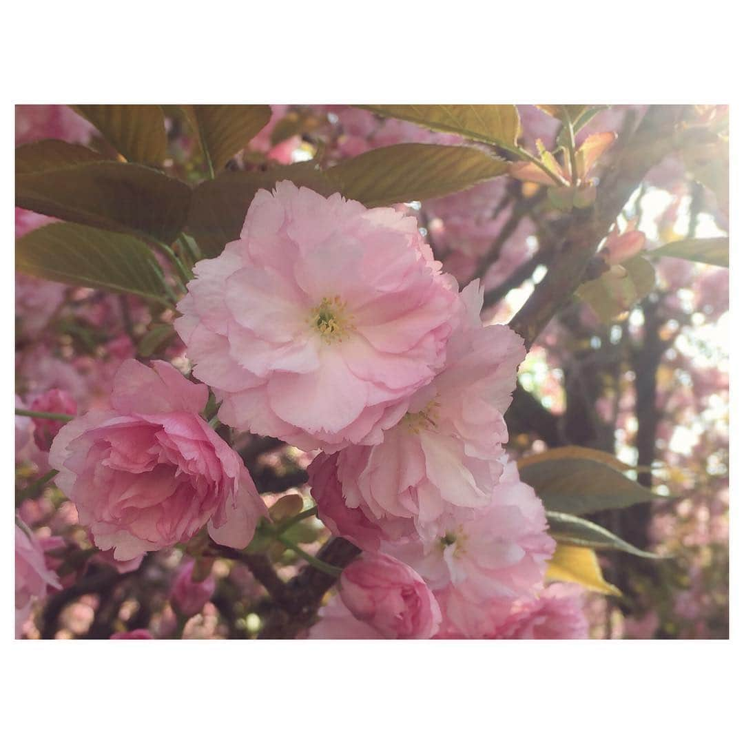 花村怜美のインスタグラム：「#桜 #さくら #八重桜 #寒山 #桜花 #花 #美 #繊細 #植物 #自然 #sakura #doublecherryblossoms #flower #flowers #flowerstagram #nature #plants #spring #japan」