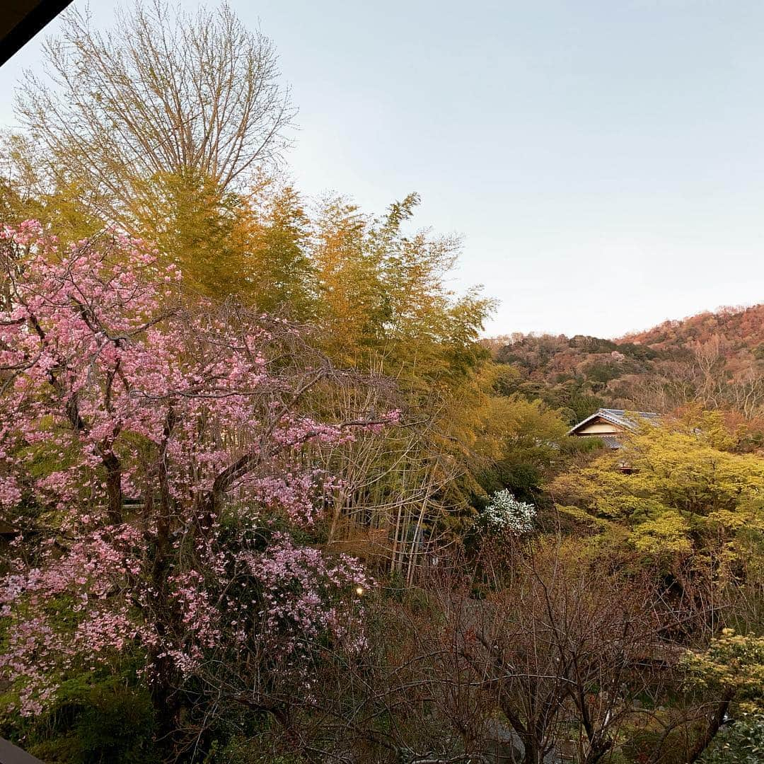 鴨志田由貴さんのインスタグラム写真 - (鴨志田由貴Instagram)「白沙村荘でお花見。」4月12日 18時31分 - live73