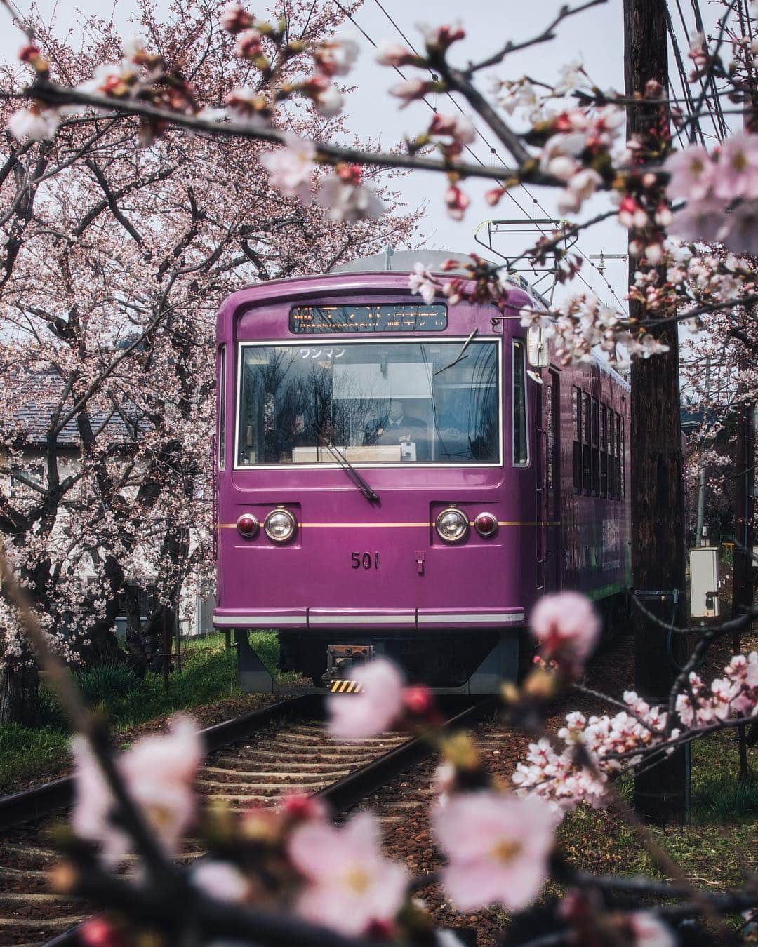 Padgramさんのインスタグラム写真 - (PadgramInstagram)「Every spring, this little electric tram runs through the most magnificent tunnel of cherry blossom trees. While it was supposed to be just another shoot, I ended up missing my bus stop by 3 miles and lost my wallet in the process, but I’d still say it was worth it. Stay tuned for our Top 5 cherry blossom video from Tokyo coming on Friday! 🚃🌸 📷 credit: @jordhammond . #pgdaily #pgstar #planetgo」4月12日 18時34分 - planet.go