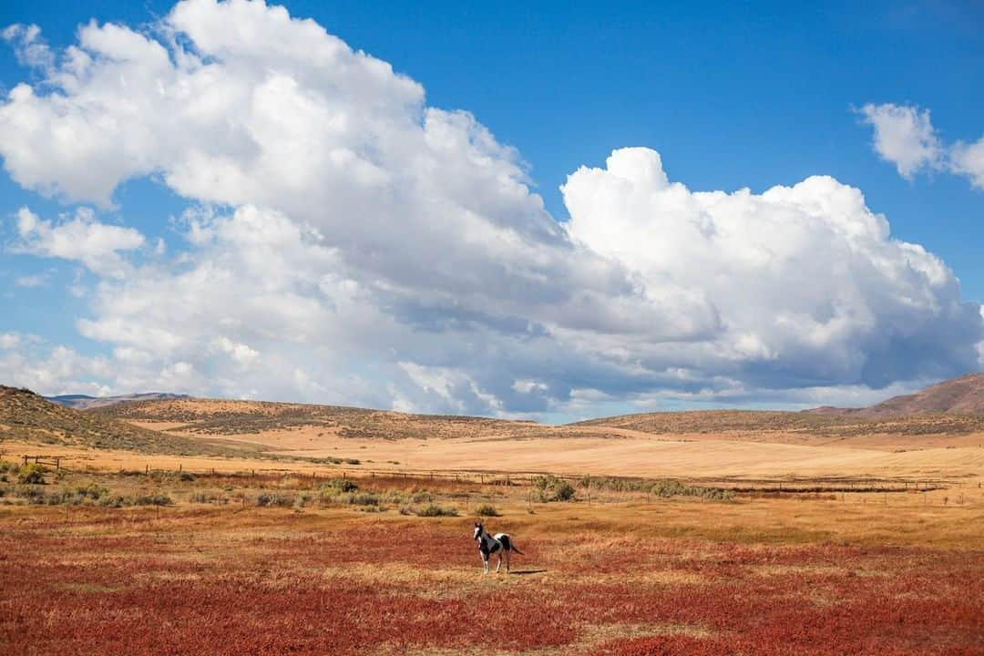 National Geographic Travelさんのインスタグラム写真 - (National Geographic TravelInstagram)「Photo by @sofia_jaramillo5 | A horse walks through a pasture near Carey, Idaho. I took this image on a road trip last summer. The clouds and vibrant field caught my attention. As I started taking photos, this horse slowly trotted into the frame. It was just as curious as I was and followed me, from a distance, as I walked up and down the fence line. #idaho #horsesofinstagram #horses #roadtrip」4月12日 19時02分 - natgeotravel