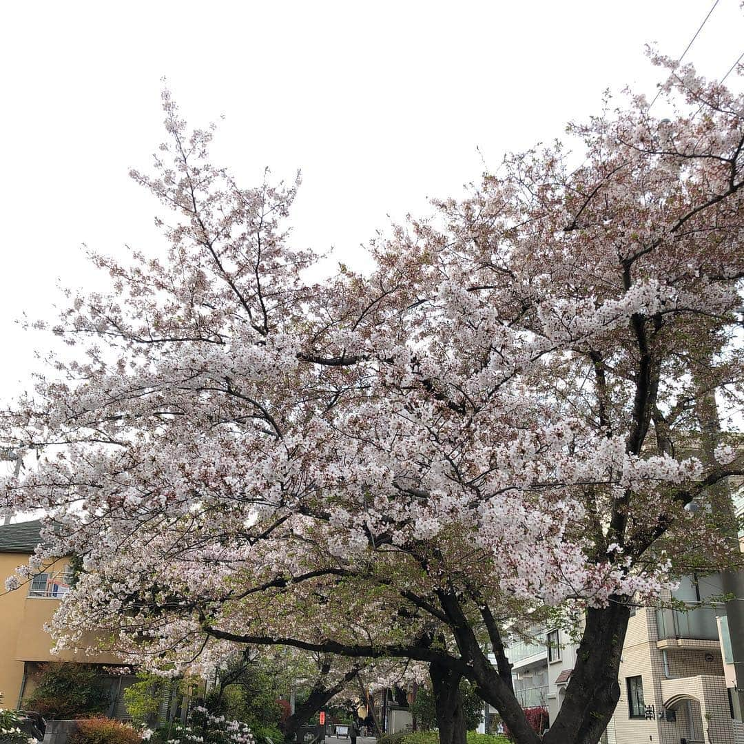 落合隼亮さんのインスタグラム写真 - (落合隼亮Instagram)「Still blooming #まだ咲いている #桜 #日本 #東京 #bloom #cherryblossom #japan #spring #tokyo」4月12日 19時07分 - ottieshun