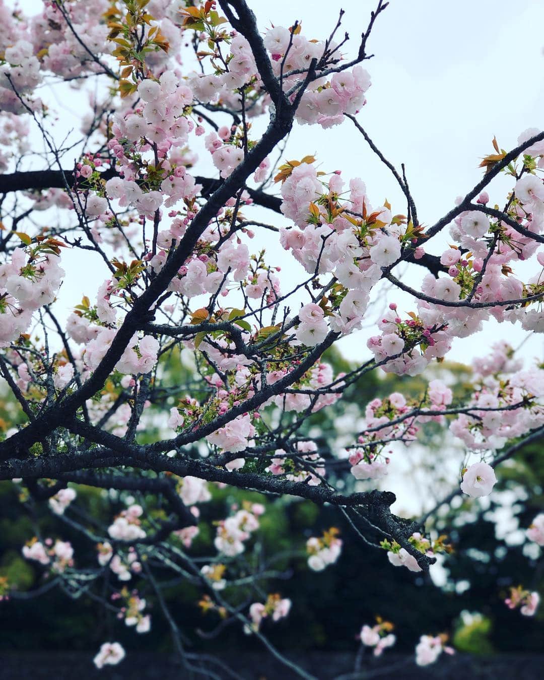 川田裕美さんのインスタグラム写真 - (川田裕美Instagram)「まだ少し残ってた😊🌸🌸🌸」4月12日 19時10分 - hiromikawata163