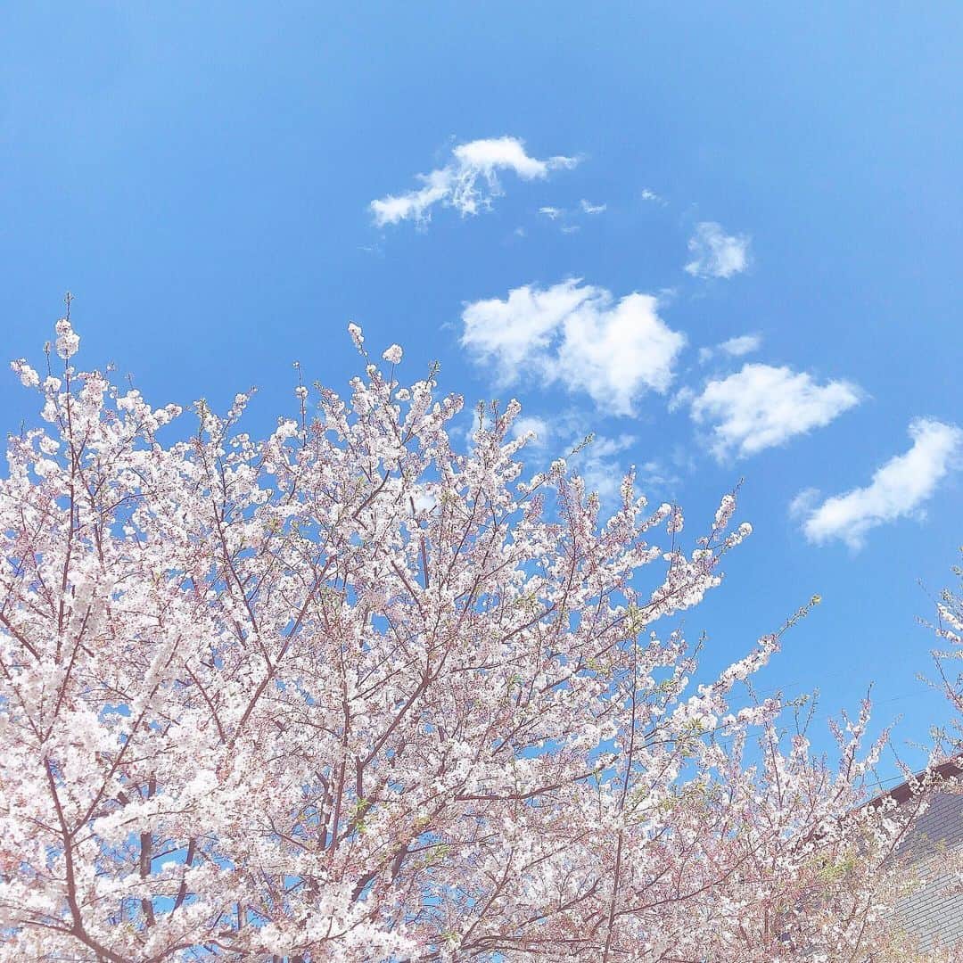 倉松すみれさんのインスタグラム写真 - (倉松すみれInstagram)「🌸⛅️ ♪°○ . . . . . #桜#🌸#平成最後#花見#東京#春#青空#空#穏やか#sakura#heisei#tokyo#bluesky#cherryblossom#sky#spring#niceview」4月12日 19時21分 - sumire_0415