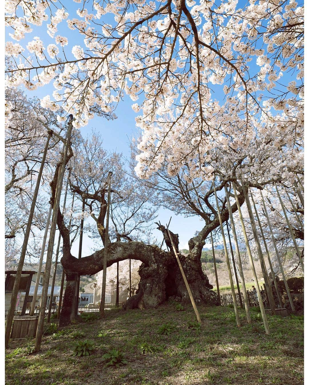 masayaさんのインスタグラム写真 - (masayaInstagram)「There is the Jindai-zakura in the precincts of Jissoji Temole Yamanashi Prefecture, which is believed to be 2000 years old and Japan’s oldest sakura. 日本最古2000年の桜 実相寺 巨木の時代はどのくらい続いたのだろうか？なんて思いを馳せながら、、 朝イチの境内は人もまばらで、神秘感がハンパないです。 #山梨県 #北杜市 #桜 #さくら #sakura #instajp #insta_japan #japan #flowers #flower #cherryblossoms」4月12日 19時25分 - moonlightice