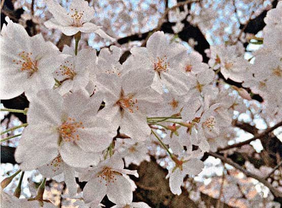 青島心さんのインスタグラム写真 - (青島心Instagram)「🌸 最近暖かかったり、寒かったり、雪まで降っちゃってるみたいで体調気をつけてくださいね！ この間桜をチラっとみたらもう散ってしまっていたり、緑になっていたり、春あっという間だ〜時間すぎるの早〜と感じました。 ホッコリする暇もなく満開過ぎてしまったようで、くやしい！！！ みなさんは、ホッコリできましたか？」4月12日 19時27分 - kokoro_aoshima