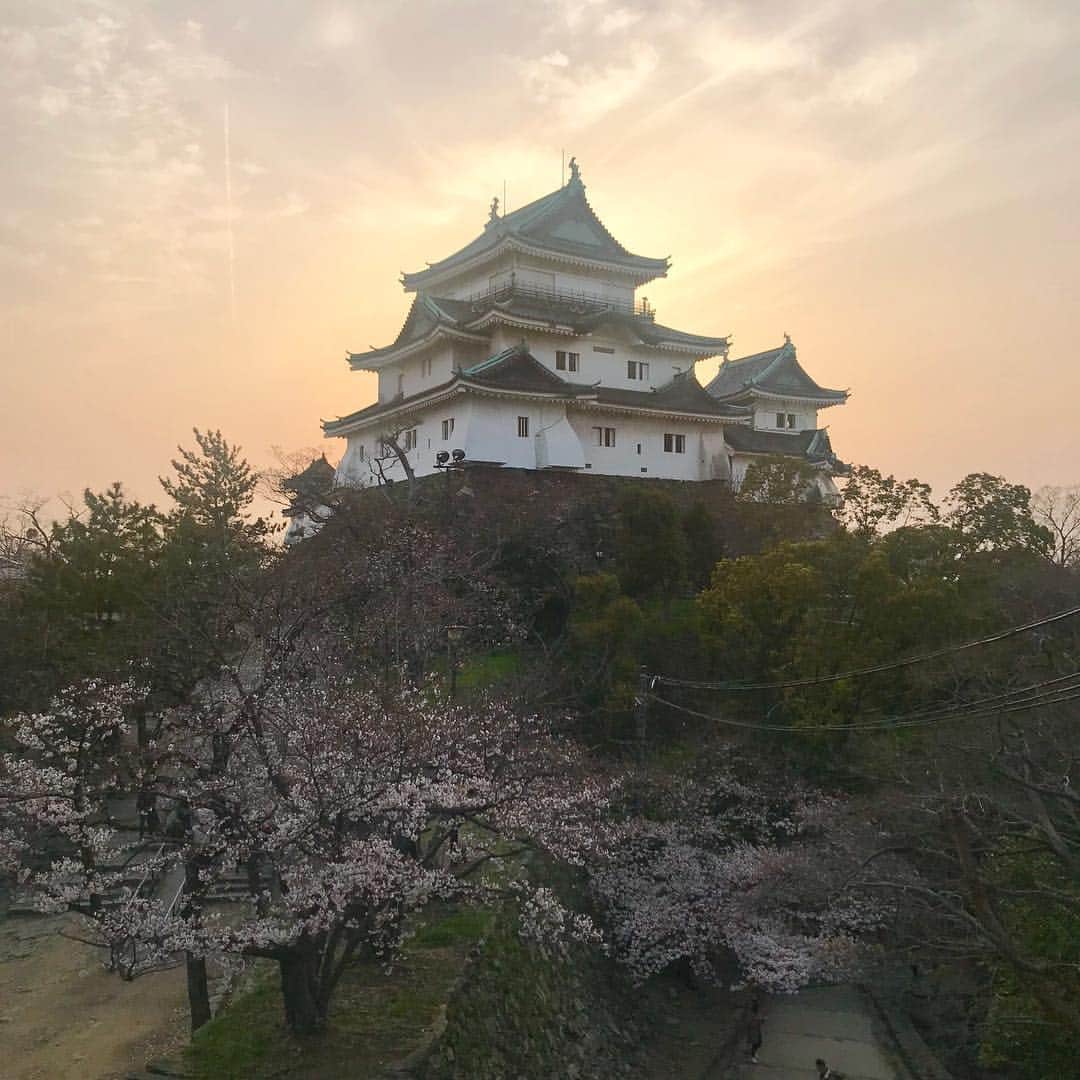 のインスタグラム：「今回は和歌山県の桜  3月末の開花発表のほぼ直後に岩出市の桜の名所“根来寺(ねごろじ)”へ出かけたものの…早過ぎた😥  全く咲いておらず…根来寺前にある築100年程の古民家カフェ“初花”でお茶をして場を濁す🍵。でもこのままでは帰れないっ！と、和歌山城までひとっ走り🚗💨 夕焼けに照らされる和歌山城と、咲き始めた桜のコラボレーションが見られた✨  それから2週間ほど後、テレビ和歌山出勤前に小さな公園で寄り道。  満開の桜を独り占めして出勤しましたとさ🤗✨ 根来寺の桜…見たかったなぁ😅  #2019年桜 #和歌山県 #岩出市 #根来寺 #和歌山城 #テレビ和歌山 #小さな公園の桜 #滑り台  #japantrip #japantravel #wakayama #iwadecity #negoroji #oldjapanesestylehousecafe  #cherryblossom」