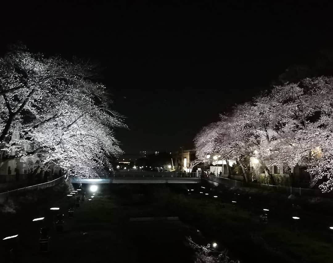 千種ゆり子さんのインスタグラム写真 - (千種ゆり子Instagram)「【4/12千種ゆり子の空てんき】 コラム掲載のお知らせですよ～📣 . 千種初のスポーツコラムが掲載されております🎶 . 4/6神戸新聞夕刊、4/9河北新報夕刊、4/12東奥日報夕刊、徳島新聞夕刊 . 特に青森の皆様(笑)読んでくださいね✨ . 写真は4/4(木)に行った調布市の野川の桜ライトアップの写真です🌸 . #夜桜 #ライトアップ #野川桜ライトアップ #野川 #調布 #ソメイヨシノ #桜 #東奥日報 #青森 #神戸新聞 #徳島新聞 #河北新報」4月12日 19時30分 - chikusa_yuriko