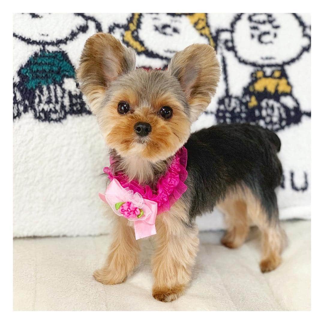 筒井萌子のインスタグラム：「* うに🐶カット連れて行ってもらったんだって💕 夏に向けて準備バッチリで可愛い🤤✨ うにすたぐらむ⇒ @nontatiara ・ #筒井萌子 #女優 #actress #モデル #model #岡山  #shooting #instagood #instalike #converse #撮影 #followme #instalike #ブリヂストンゴルフ #tommyjeans #dhoric #snidel #lee #ゴルフ #ゴルフ女子 #ゴルフコーデ #골프 #좋아요반사 #좋아요그램 #좋아요환영 #데일리그램 #패션 #오오티디 #카페 #카페 #ジャパンゴルフフェア #ヨークシャテリア」