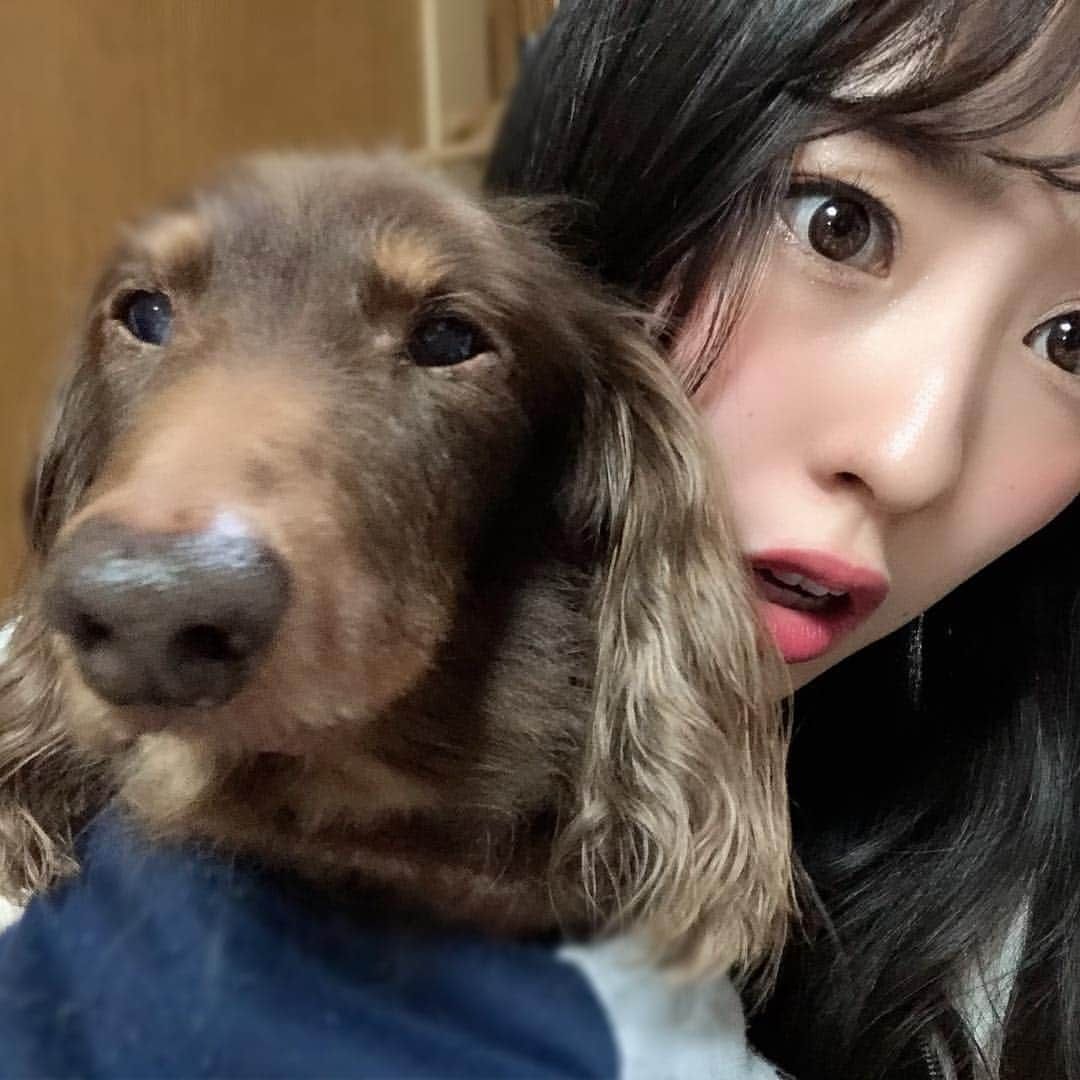 藤江れいなさんのインスタグラム写真 - (藤江れいなInstagram)「なんか眠そうなまーさん🐶 LINEスタンプにて「ふじえまっくすたんぷ」 まだまだ発売中でーす♡ #愛犬 #MAX #ミニチュアダックスフント #ふじえまっくすたんぷ #LINEスタンプ」4月12日 19時42分 - 01nyan0201