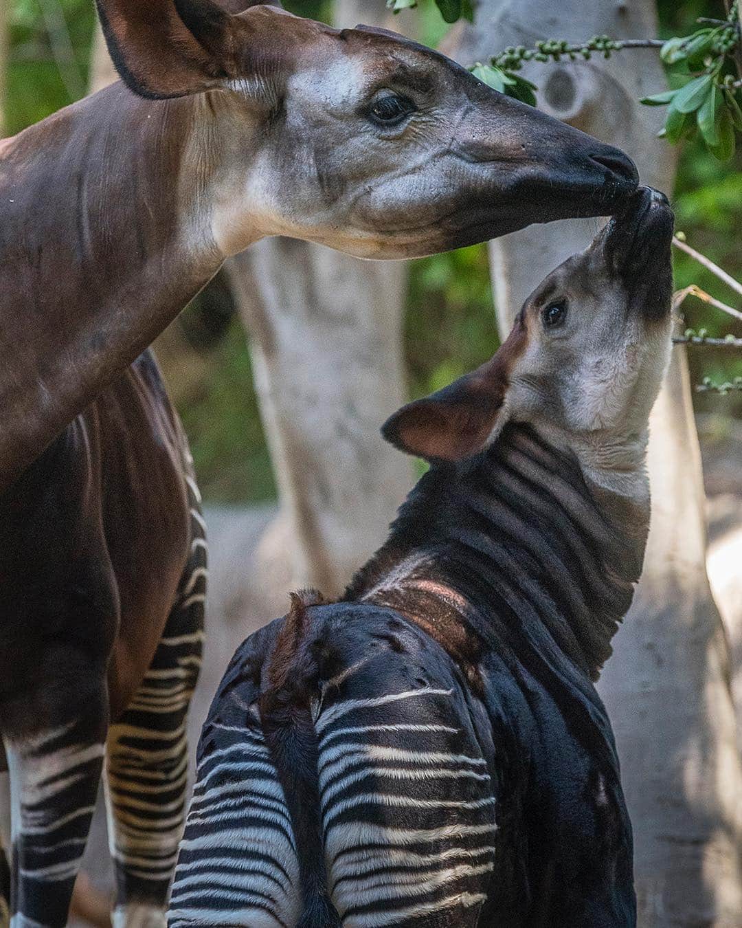 San Diego Zooさんのインスタグラム写真 - (San Diego ZooInstagram)「The baby has left the barn. 🍼 Elombe the okapi calf can now be seen in the Lost Forest. Born in January, Elombe—whose name means “brave one” in the Lingala language—is affectionately known as “Eli” & is the 2nd surviving okapi born here in less than 2 years. #EndExtinction #OkapiThat #LittleBraveOne #SanDiegoZoo」4月13日 6時58分 - sandiegozoo