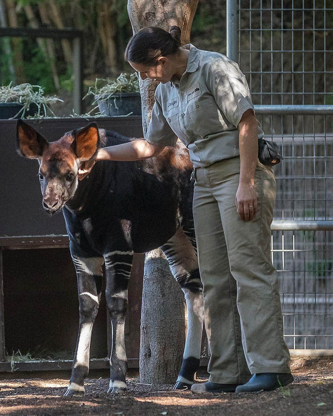 San Diego Zooさんのインスタグラム写真 - (San Diego ZooInstagram)「The baby has left the barn. 🍼 Elombe the okapi calf can now be seen in the Lost Forest. Born in January, Elombe—whose name means “brave one” in the Lingala language—is affectionately known as “Eli” & is the 2nd surviving okapi born here in less than 2 years. #EndExtinction #OkapiThat #LittleBraveOne #SanDiegoZoo」4月13日 6時58分 - sandiegozoo