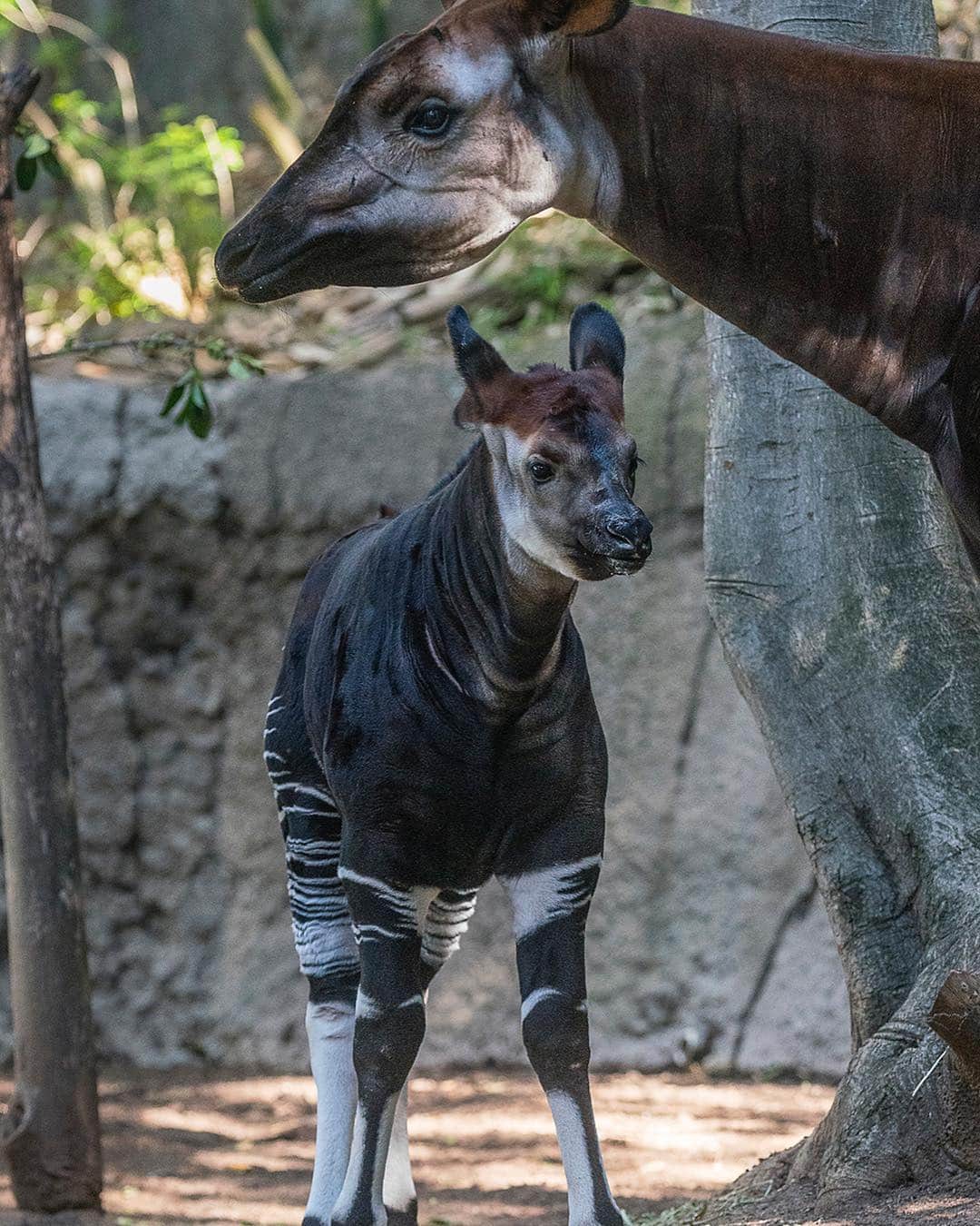 San Diego Zooさんのインスタグラム写真 - (San Diego ZooInstagram)「The baby has left the barn. 🍼 Elombe the okapi calf can now be seen in the Lost Forest. Born in January, Elombe—whose name means “brave one” in the Lingala language—is affectionately known as “Eli” & is the 2nd surviving okapi born here in less than 2 years. #EndExtinction #OkapiThat #LittleBraveOne #SanDiegoZoo」4月13日 6時58分 - sandiegozoo