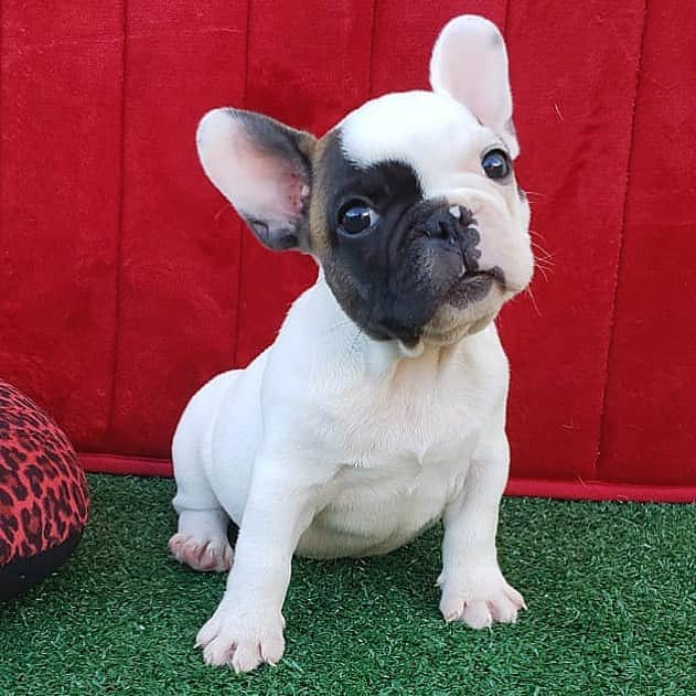 Regeneratti&Oliveira Kennelさんのインスタグラム写真 - (Regeneratti&Oliveira KennelInstagram)「Rate the cuteness 😍😍 (Bali is available DM me for info) #frenchie #yinyang #frenchbulldog #puppy #cute」4月13日 5時33分 - jmarcoz