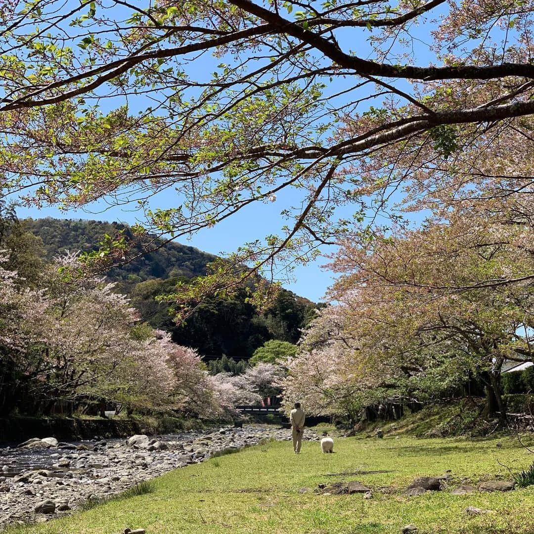 藤原美智子さんのインスタグラム写真 - (藤原美智子Instagram)「#桜の花 が散っていく風景って、なんだか風情があって好きです🌸 ・ それに寝転んで空を見上げたら、青と淡いピンク色の優しい美しさ💓 あっ、遠くには羊さんと散歩している人が🚶‍♂️🐑 ・ 🐶「とうちゃん、かあちゃんが何か変なこと言ってるよ」 ・ ところで、この1週間 #バタバタ していて(今はパタパタぐらいに)インスタを更新できなかったのですが、やっぱり #大型連休 前ってなんだか忙しいですね💦 ・ それに #寒暖の差 が激しいし、今年は #花粉 がひどいし、何だか大変😰 皆さんも、お体にお気をつけてくださいね💓 ・ #藤原美智子 #fujiwaramichiko #ladonna #michikolife」4月13日 5時36分 - michiko.life