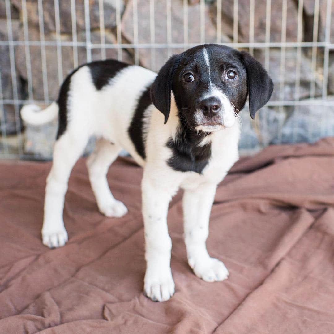 The Dogistさんのインスタグラム写真 - (The DogistInstagram)「ADOPTABLE: Odie, Cattle dog mix (4 m/o) – via @hwac , Rancho Santa Fe, CA • “He’s very curious and he likes showing off. He hasn’t met a cat yet, but we think he wants to.” #RescueRide」4月13日 5時49分 - thedogist