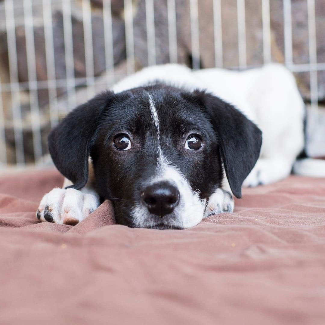 The Dogistさんのインスタグラム写真 - (The DogistInstagram)「ADOPTABLE: Odie, Cattle dog mix (4 m/o) – via @hwac , Rancho Santa Fe, CA • “He’s very curious and he likes showing off. He hasn’t met a cat yet, but we think he wants to.” #RescueRide」4月13日 5時49分 - thedogist