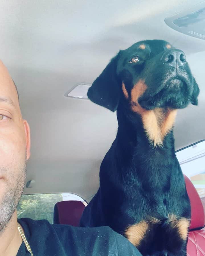 のインスタグラム：「🐕」