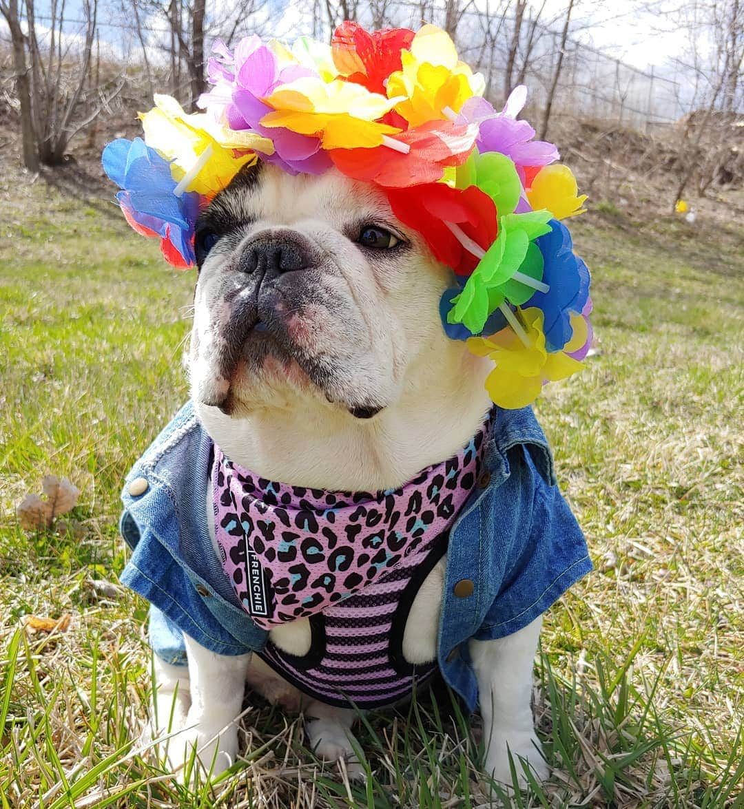 Manny The Frenchieさんのインスタグラム写真 - (Manny The FrenchieInstagram)「Pretending I'm going to Coachella this weekend. 😜 #coachellavibes」4月13日 5時56分 - manny_the_frenchie