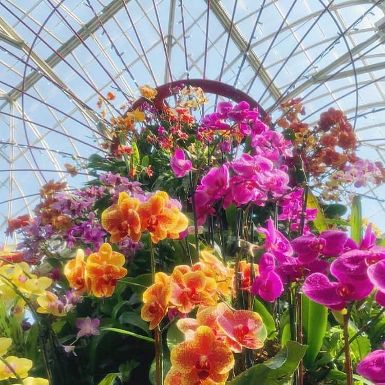 ニューヨーク植物園さんのインスタグラム写真 - (ニューヨーク植物園Instagram)「Any plans for this weekend? If not, we’ve got some tropical friends we’d love you to meet~🌟 . (📸 by @lagrai) #orchidnybg #regram #plantlove」4月13日 5時57分 - nybg