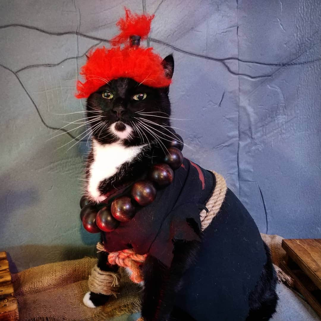 猫コスプレさんのインスタグラム写真 - (猫コスプレInstagram)「⬅↘⬅🐾 #StreetFighter #Akuma . . . . . . . . . #CatCosplay #akumacosplay #streetfightercosplay #videogames #videogamecosplay #cosplay #Gouki #tekken #cosplayersofinstagram」4月13日 6時24分 - cat_cosplay