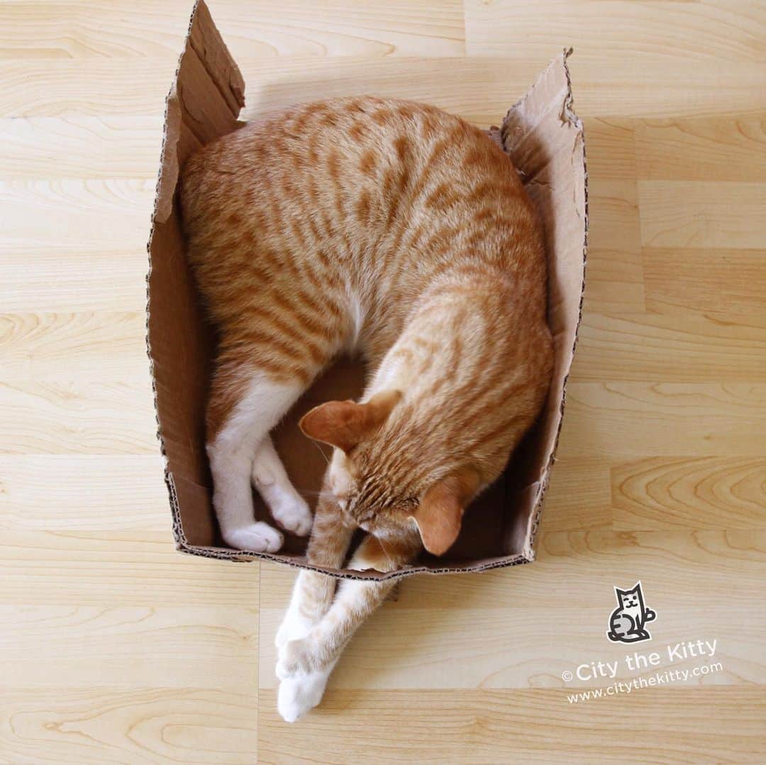 City the Kittyさんのインスタグラム写真 - (City the KittyInstagram)「Purrfect fit. 😺 #catinabox  www.citythekitty.org」4月13日 6時31分 - citythekitty