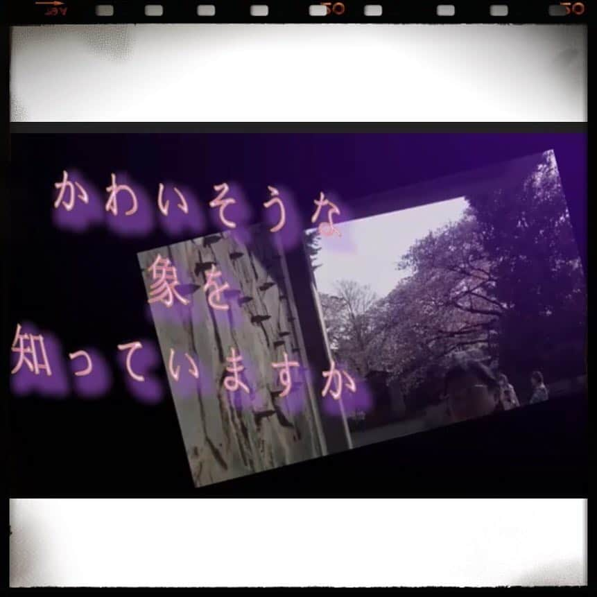 杉本彩さんのインスタグラム写真 - (杉本彩Instagram)「昨年12月に上映会が開催された  佐藤榮記監督のドキュメンタリー映画 「かわいそうな象を知っていますか」が  オリジナル原版を37分カットし  畜産動物と実験動物の問題を追加し再編集され  ネットに公開されました！  映画の中の動物たちは、今この瞬間も絶望の淵にいます。  私たち人間の利益と都合で動物たちと関わるなら  動物たちの尊厳と福祉を守るのは最低限の責任であり  それが、あるべき社会の姿で、人の道だと思います。  1時間24分の長編映画を無料公開してくださった佐藤榮記監督には  感謝しかありません。  この映画に込められた大切なメッセージを、一人でも多くの方に  受け取っていただきたいと願っています。  youtubeで検索して是非ご覧ください！  #佐藤榮記 #かわいそうな象を知っていますか #ドキュメンタリー映画 #ネット公開 #動物園 #実験動物 #畜産動物 #動物の尊厳 #動物福祉 #どうぶつ2020プロジェクト  #公益財団法人動物環境福祉協会Eva」4月13日 6時43分 - sugimoto_aya0719