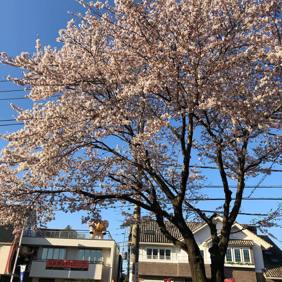 西岡剛さんのインスタグラム写真 - (西岡剛Instagram)「朝起きたら富士山が見えた😳 栃木は桜がまだ生き延びてます🌸  #栃木ゴールデンブレーブス  #西岡剛」4月13日 6時55分 - tsuyoshinishioka_official