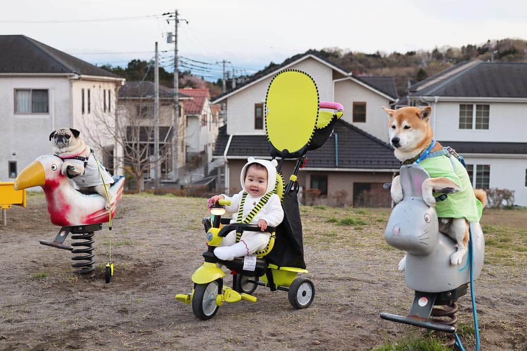 T&P Brothersさんのインスタグラム写真 - (T&P BrothersInstagram)「久しぶりの #公園の遊具シリーズ 😂 ついにエマも仲間入り！笑  #shiba #pug #pugstagram #dog #柴 #柴犬 #パグ #tora #pom #トラ #ポム #柴パグ #시바 #퍼그 #泥料 #巴哥  #ベビフル #ママリ #コドモノ #コノビー #ママタス #赤ちゃんと犬 #生後11ヶ月 最後の日😳」4月12日 21時55分 - tora_pom_happylife