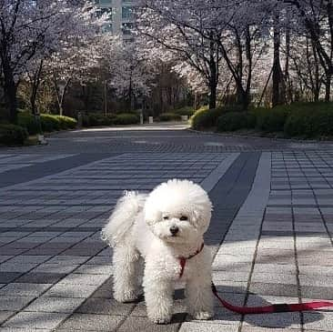 シン・セギョンさんのインスタグラム写真 - (シン・セギョンInstagram)「카리스마」4月12日 22時05分 - sjkuksee