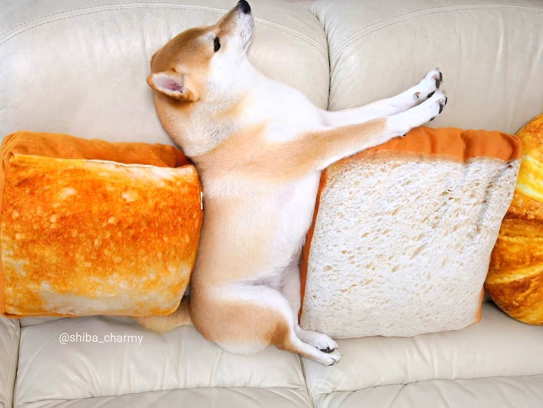 ちゃみさんのインスタグラム写真 - (ちゃみInstagram)「sandwich 🍞🐶🍞 今日はパンの日だそうです😋 お気に入りのチャミパン 😁 #今日はなんの日 #パンの日 #さっきTwitterで知る #チャミパン」4月12日 22時07分 - shiba_charmy