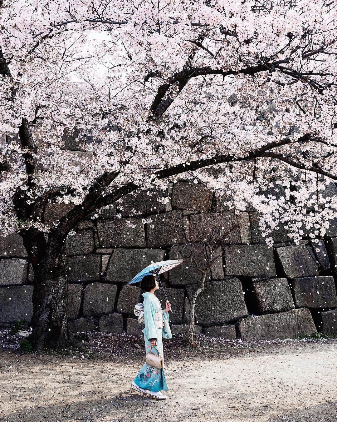 Najiiのインスタグラム：「Cherry tree」