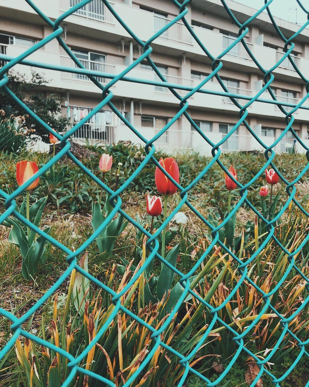 花楓さんのインスタグラム写真 - (花楓Instagram)「仕方ないからやる。  ではなくて、 やるなら本気でやろ！  と思った日でございます。  #お疲れ様です #ヤル気スイッチ #皆同じ人間 #皆赤ちゃんだった #切り替えスイッチ」4月12日 22時10分 - _caede_