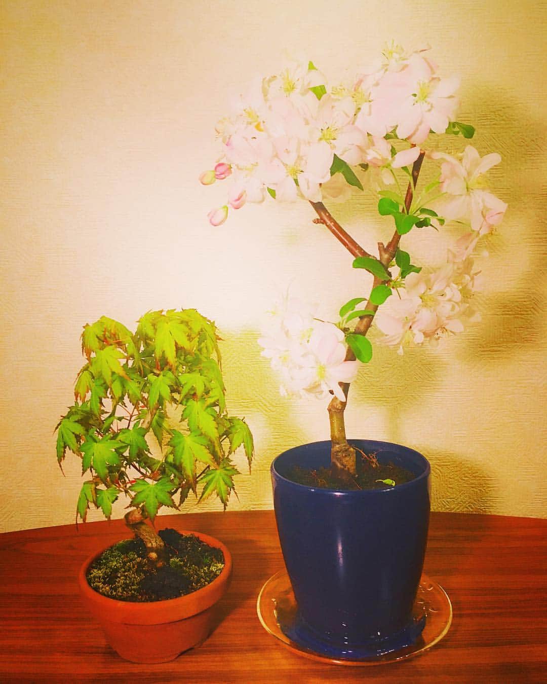のインスタグラム：「📣お名前発表📣 左🍁『和(なごみ)』ちゃん 右🌸『美人(びじん)』ちゃん 花言葉の一部から考案。  #ほのぼの和ちゃん #ほのぼの美人ちゃん #山紅葉 #紅葉 #もみじ #ハナカイドウ #花海棠 #海棠 #盆栽」