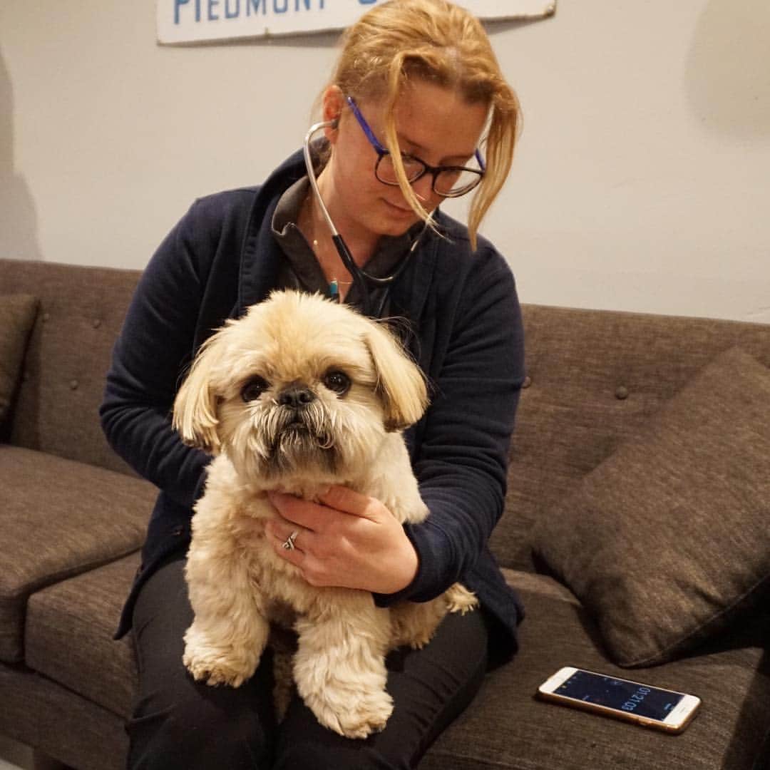 Dougie the Shih Tzuさんのインスタグラム写真 - (Dougie the Shih TzuInstagram)「Fuzzy came to our house and gave Dougie a clean bill of health!  #ad  Fuzzy makes it super easy to obtain quality vet care by providing check-ups at home and sending preventive medications in the mail.  It's become quite popular in San Francisco and is now available in Manhattan!  You can download their free app now and chat with vets anytime you need advice or have questions.  Access is unlimited and the response is quick.  Use the code Dougie200 to get $200 off your first year of Fuzzy. @FuzzyPetHealth #yourfuzzy #fuzzypethealth www.yourfuzzy.com」4月12日 22時30分 - dailydougie
