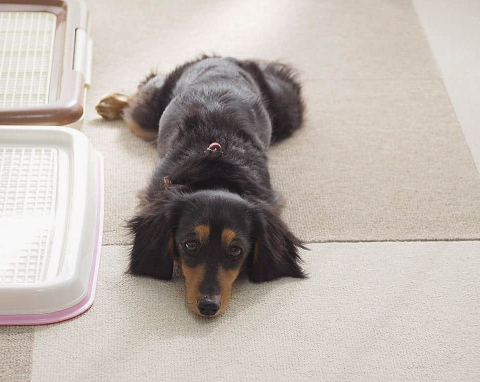 Sora Momoさんのインスタグラム写真 - (Sora MomoInstagram)「日向ぼっこで眠いもも🐶🐾 ☺︎ カエル🐸⁇ 微妙に怖いんですけど😅💦 ☺︎ #またトイレの横#寝そべり方のくせが強い#おててどこいった#後ろ足がカエルみたい#寝たら白目#白目むくカエルって💦 #ダックス#ミニチュアダックス #dachshund #miniaturedachshund」4月12日 22時45分 - teratera_sorapu_