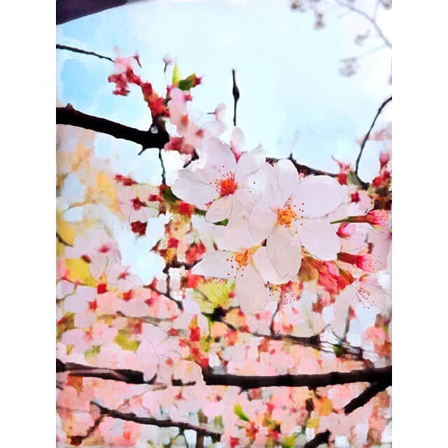 シスター・クレアのインスタグラム：「綺麗に咲いている桜がいました☺️🌸. . . 可愛いです。桜はみんなを喜ばす…. . わたしもそんな風になりたいです☺️🌸🌸 . . . . #桜 #さくら #꽇 #cherry #cherryblossom」