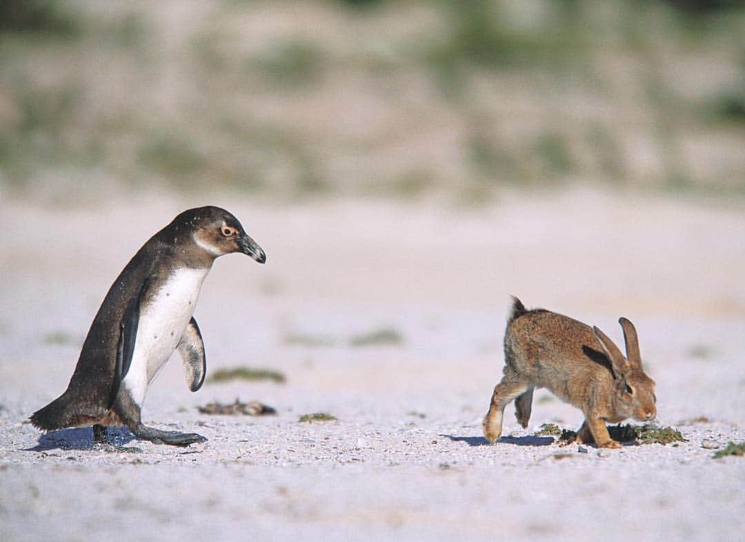 Thomas Peschakのインスタグラム：「To the best of my knowledge Dassen Island off South Africa’s west coast was the only place in the world where penguins and rabbits interacted like this on a daily basis. Both species nested and bred in burrows dug into the sandy island soil. I made this photograph in the early 2000s and this scene no longer exists today. The rabbit (not native to the island) populations crashed after a disease outbreak and African penguin numbers declined dramatically due to a lack of their preferred fish prey, caused by overfishing and changes in oceanography. #southafrica #penguin #penguins #rabbitsofinstagram #rabbit」